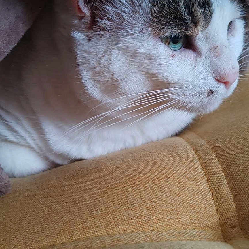 Chocapik a rejoint le concours — aidez-le/la à gagner de superbes lots ! cat, animal, pet, feline, whiskers, blanket, cushion, cozy, resting, indoor, closeup, fur, sleepy, cute, comfort, nose, ears, face, soft, relaxed