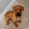 puppy, dog, brown_dog, tile_floor, indoor, pet, canine, young_dog, looking_up, flooring, wall, ears, cute, animal, domestic_animal, sitting, adorable, fur, paw, nose