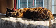 Charles is registered to the contest to win money with this photo: blanket, cat, cozy, curtain, daylight, domestic_animal, feline, fur, home, indoor, nap, peaceful, pet, red_collar, resting, side_view, sleeping, sunlight, texture, window