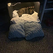 Charles is registered to the contest to win money with this photo: animal, blanket, cardboard_box, carpet, cat, comfort, cozy, cushion, dark, feline, home, indoor, pet, quiet, relaxing, resting, sleepy, snug, soft_lighting, warm