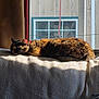 Charles joined the competition — help win amazing prizes! blanket, cat, cozy, curtain, daylight, domestic_animal, feline, fur, home, indoor, nap, peaceful, pet, red_collar, resting, side_view, sleeping, sunlight, texture, window