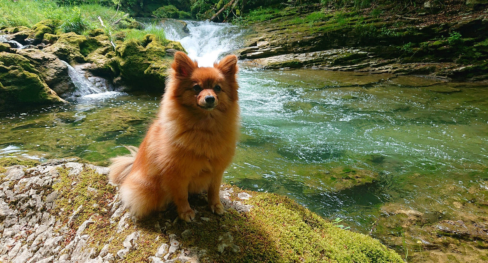 Lolita participe au concours pour gagner de l'argent avec cette photo : carnivore, companion_dog, dog, dog_breed, fawn, fluvial_landforms_of_streams, german_spitz, german_spitz_klein, german_spitz_mittel, grass, natural_landscape, nature, plant, spitz, sporting_group, stream, tail, water, watercourse, working_animal