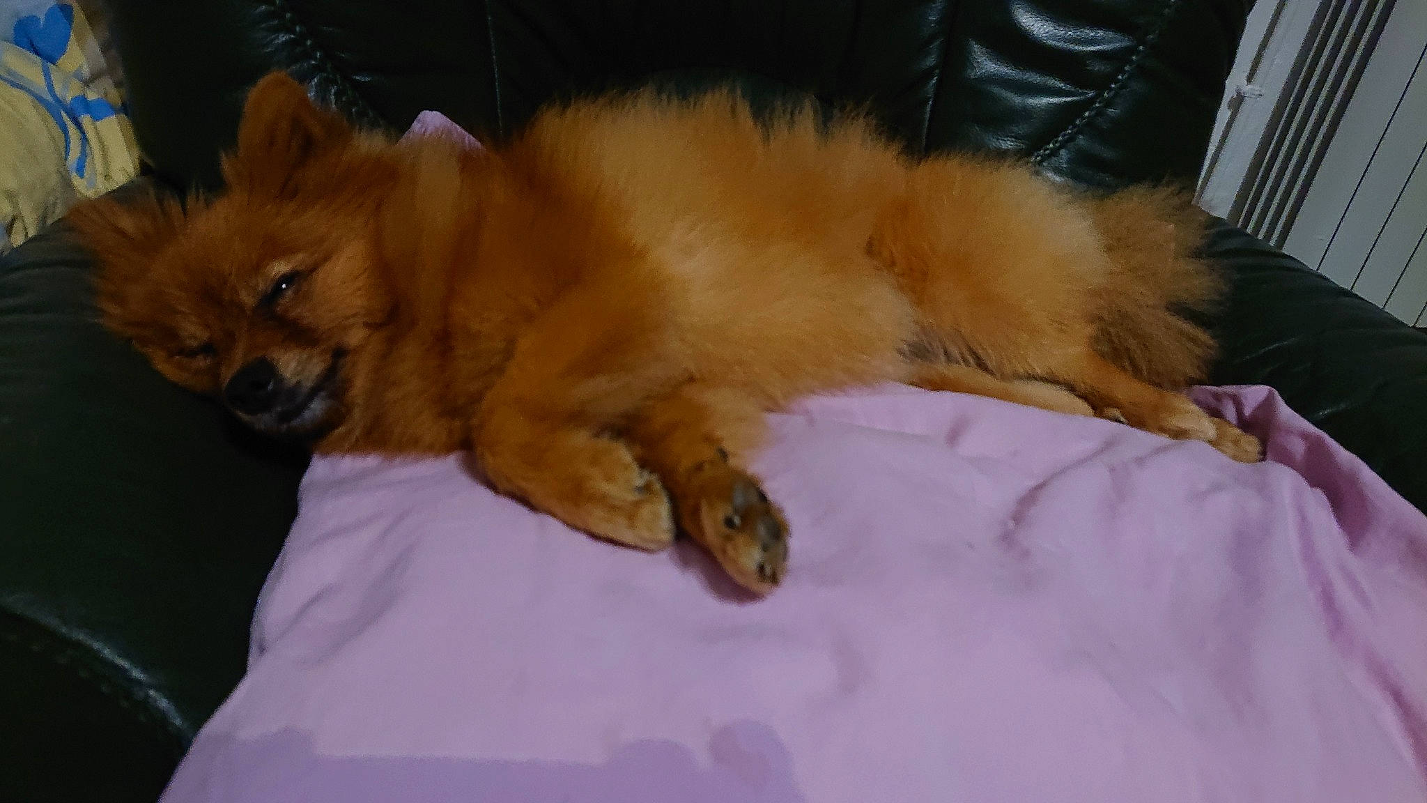 Lolita participe au concours pour gagner de l'argent avec cette photo : canidae, carnivore, comfort, companion_dog, dog, dog_breed, fawn, felidae, german_spitz, german_spitz_klein, german_spitz_mittel, liver, pomeranian, snout, spitz, sporting_group, tail, toy_dog, whiskers, working_animal