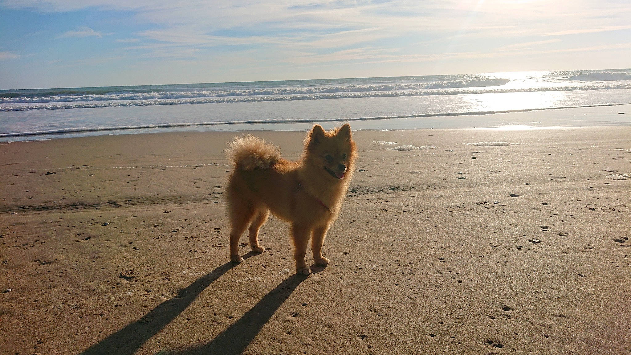Lolita participe au concours pour gagner de l'argent avec cette photo : beach, canidae, carnivore, cloud, companion_dog, dog, dog_breed, fawn, german_spitz_klein, horizon, lake, ocean, sand, shadow, sky, spitz, sporting_group, tail, water, wind_wave
