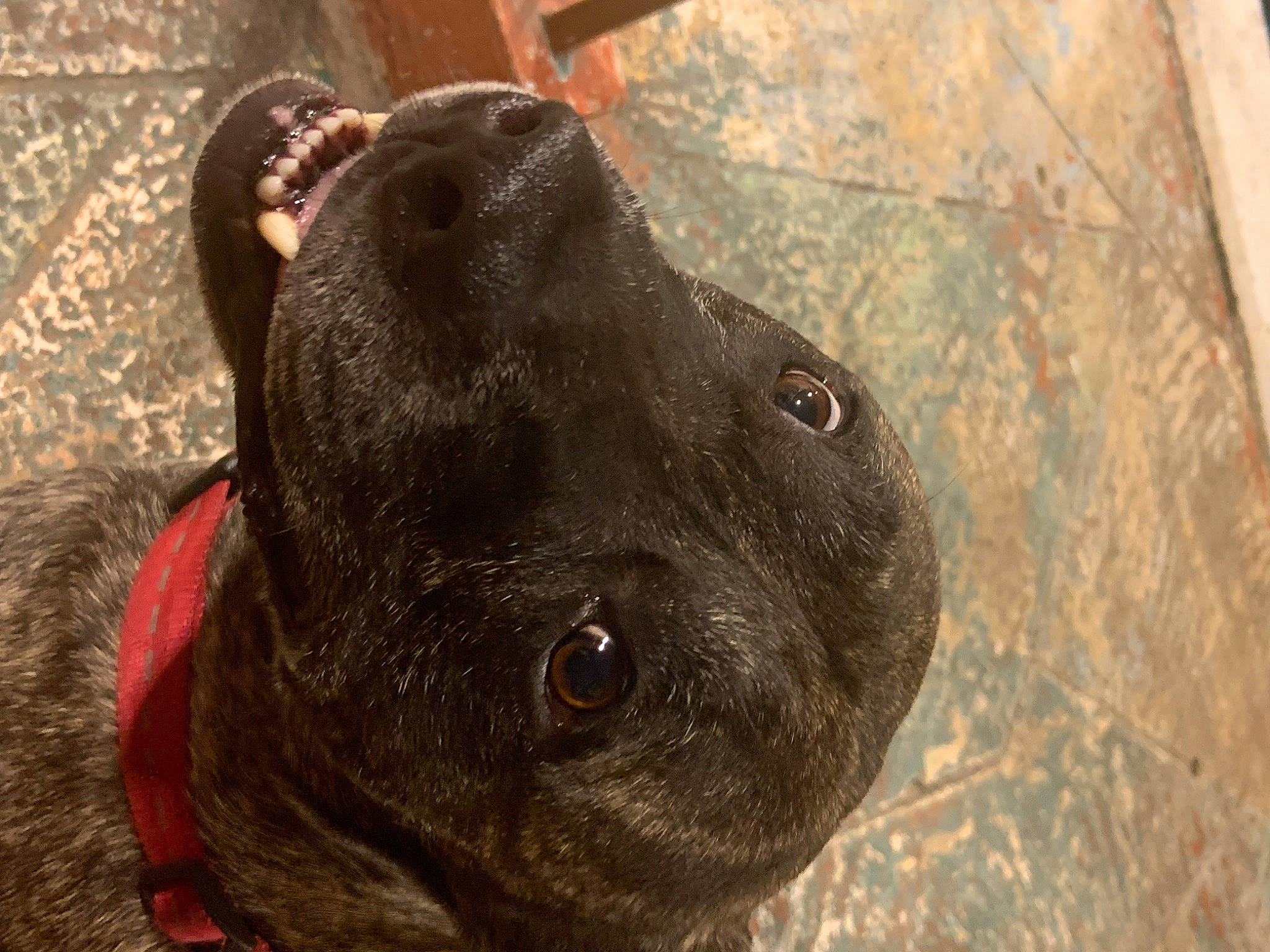 Winston joined the competition — help win amazing prizes! borador, canidae, carnivore, collar, companion_dog, dog, dog_breed, dog_collar, ear, fawn, fur, guard_dog, gun_dog, liver, pet_supply, snout, sporting_group, terrestrial_animal, whiskers, working_animal