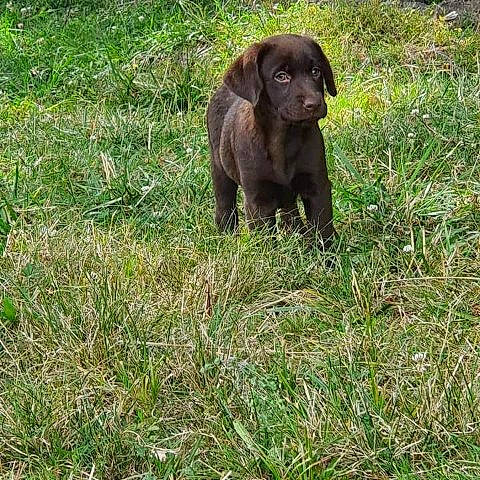 Maya participe au concours pour gagner de l'argent avec cette photo : borador, canidae, carnivore, companion_dog, dog, dog_breed, grass, grassland, groundcover, gun_dog, hunting_dog, liver, pasture, plant, prairie, sporting_group, tail, terrestrial_animal, wildlife, working_animal