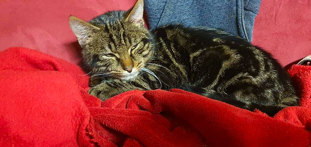 Leo participe au concours pour gagner de l'argent avec cette photo : carmine, carnivore, cat, claw, comfort, domestic_short_haired_cat, felidae, fur, grass, linens, nap, paw, sitting, sleep, small_to_medium_sized_cats, snout, tail, tree, whiskers