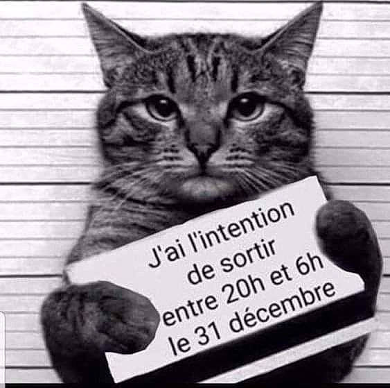 Leo a rejoint le concours — aidez-le/la à gagner de superbes lots ! art, black_and_white, carnivore, cat, domestic_short_haired_cat, felidae, font, fur, illustration, monochrome, monochrome_photography, paper_product, paw, pet_supply, photo_caption, publication, puzzle, small_to_medium_sized_cats, snout, whiskers