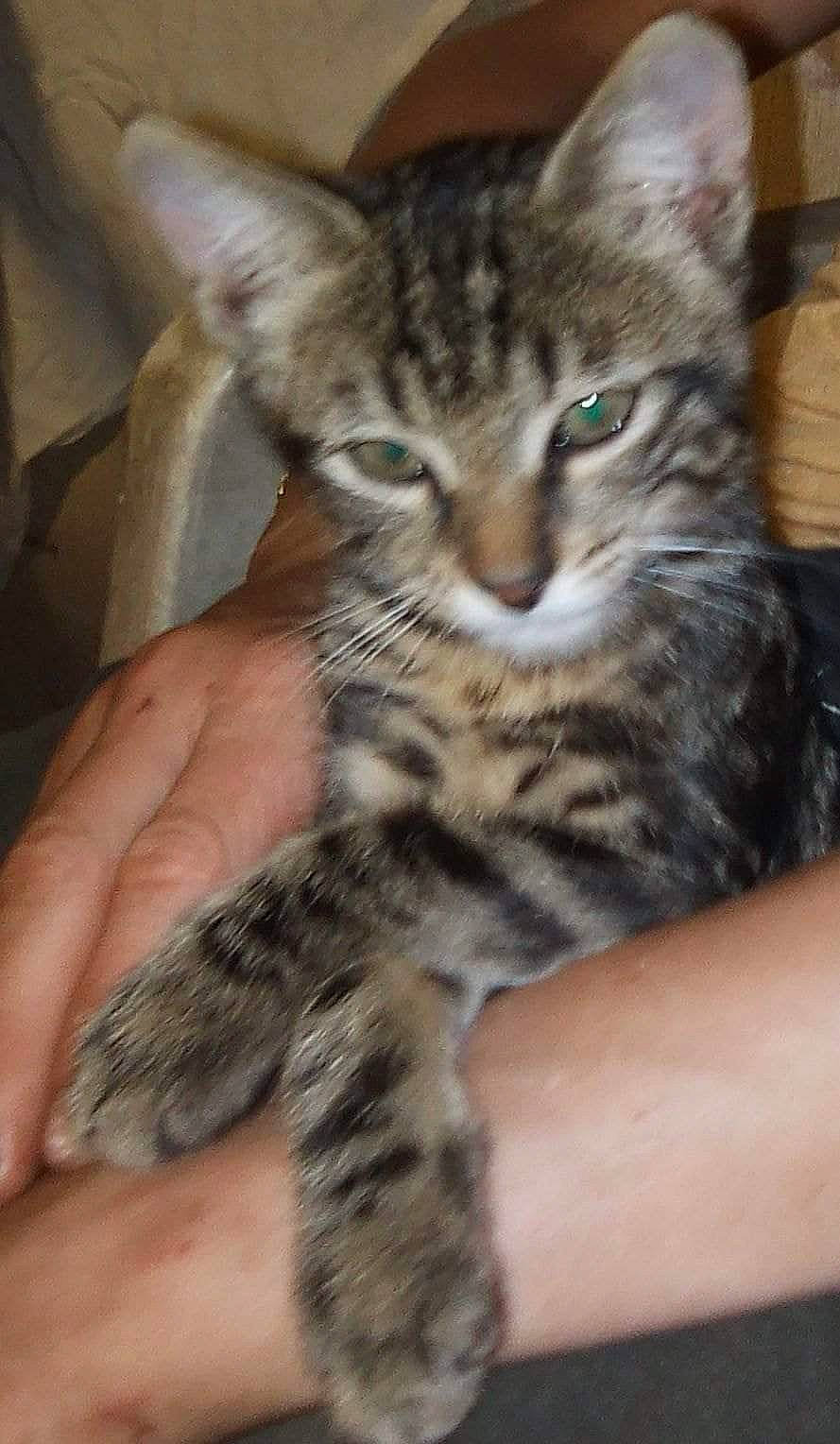 Leo participe au concours pour gagner de l'argent avec cette photo : carnivore, cat, claw, domestic_short_haired_cat, felidae, finger, fur, hand, nail, paw, small_to_medium_sized_cats, snout, terrestrial_animal, whiskers