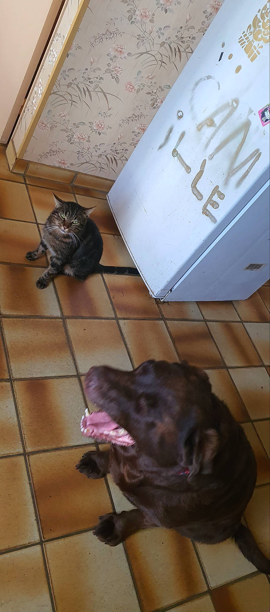 Miky a rejoint le concours — aidez-le/la à gagner de superbes lots ! brown, carnivore, cat, companion_dog, dog, dog_breed, fawn, felidae, floor, flooring, fur, hardwood, liver, small_to_medium_sized_cats, snout, sporting_group, tail, whiskers, wood, working_animal