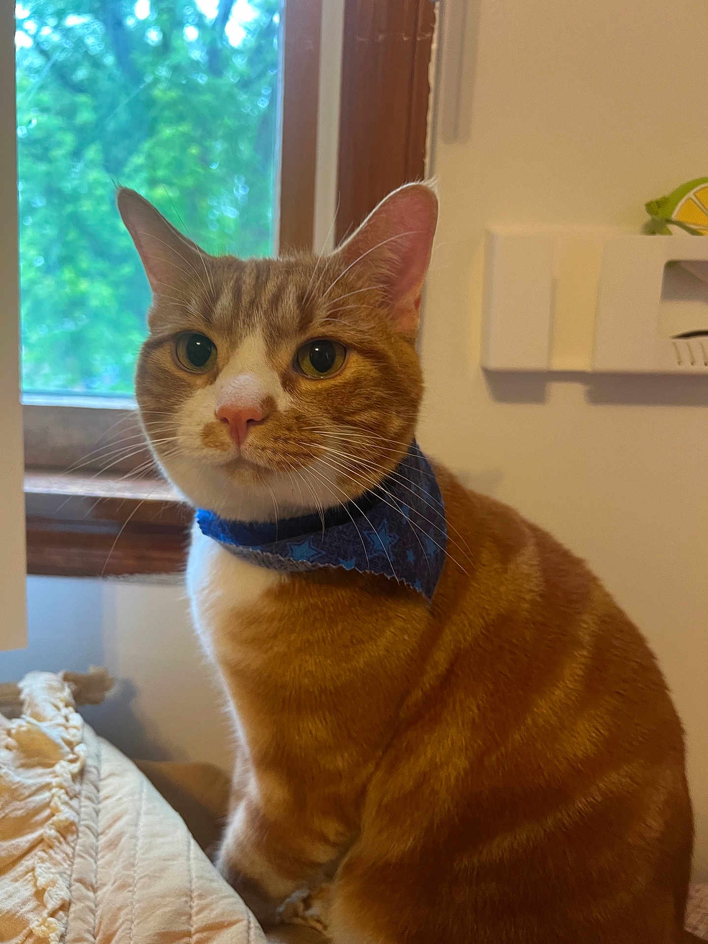 Koda is registered to the contest to win money with this photo: cat, orange_tabby, indoor, window, bandana, pet, feline, whiskers, ears, fur, greenery, natural_light, animal, cute, domestic, portrait, looking, sitting, household, calm