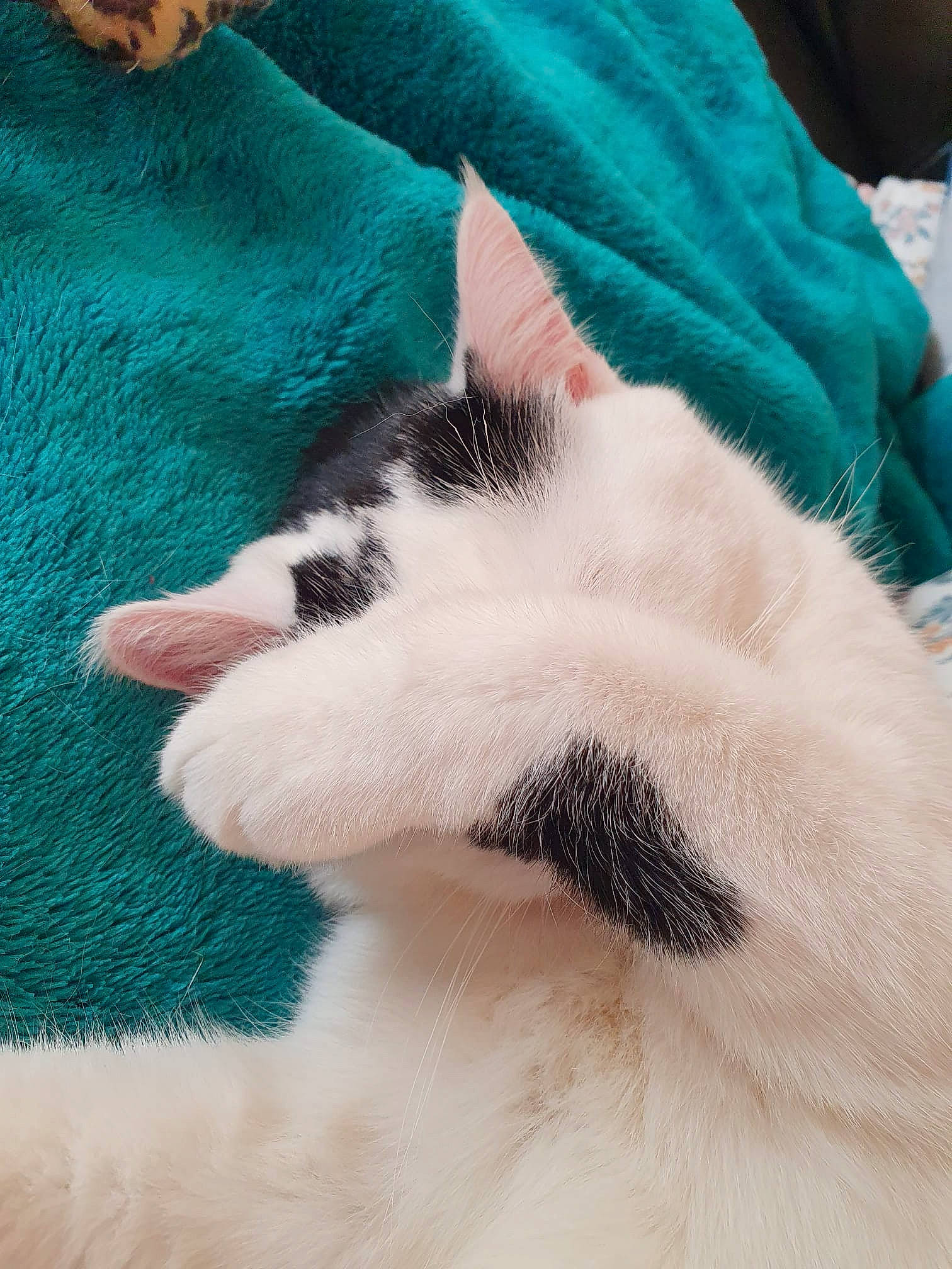 April is registered to the contest to win money with this photo: canidae, carnivore, cat, comfort, dog_breed, domestic_short_haired_cat, electric_blue, eye, felidae, fur, human_leg, leg, linens, nap, paw, small_to_medium_sized_cats, snout, tail, textile, whiskers