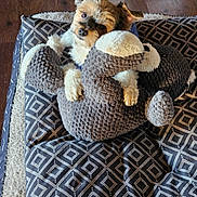 Max joined the competition — help win amazing prizes! animal, companion, cozy, cushion, cute, dog, ears, fur, home, indoor, looking_up, patterned_fabric, paws, pet, plush_toy, resting, small_dog, soft_toy, stuffed_animal, wooden_floor