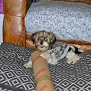 Max is registered to the contest to win money with this photo: dog, small_dog, pet, indoor, couch, cushion, patterned_cushion, cardboard_tube, dog_sweater, brown_dog, white_dog, playful, cute, leather_couch, furniture, home, animal, toy, flash_reflection, relaxing