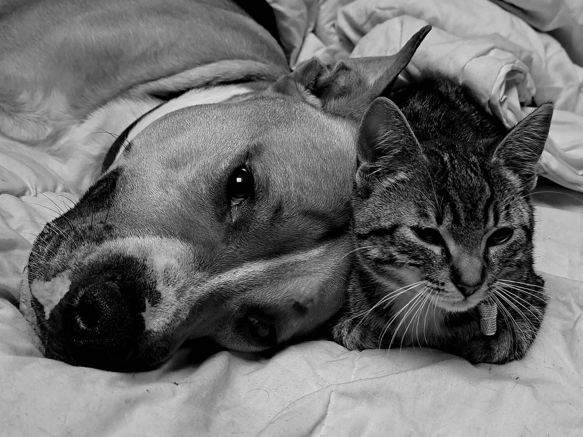 Roky a rejoint le concours — aidez-le/la à gagner de superbes lots ! carnivore, cat, close_up, comfort, companion_dog, dog, dog_breed, domestic_short_haired_cat, ear, felidae, fur, grey, monochrome, monochrome_photography, paw, small_to_medium_sized_cats, snout, style, whiskers, yawn