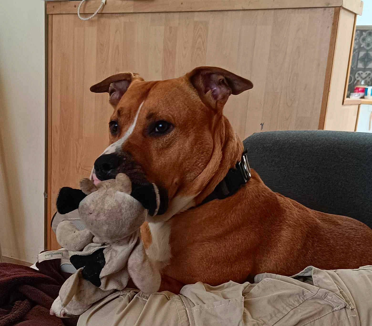 Roky participe au concours pour gagner de l'argent avec cette photo : canidae, carnivore, collar, comfort, companion_dog, dog, dog_breed, dog_collar, dog_supply, fawn, fur, liver, non_sporting_group, pet_supply, snout, sporting_group, whiskers, wood, working_animal, working_dog