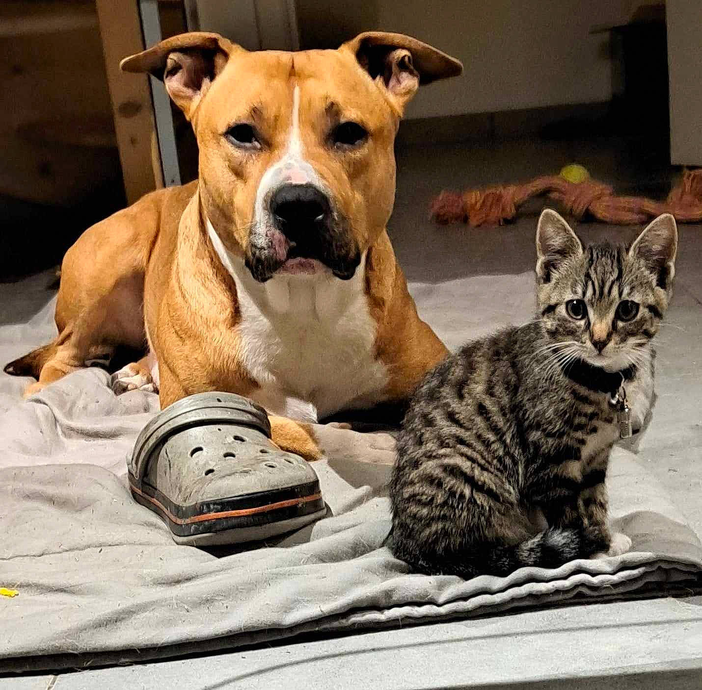 Roky a rejoint le concours — aidez-le/la à gagner de superbes lots ! canidae, carnivore, cat, cat_supply, collar, comfort, companion_dog, dog, dog_breed, dog_collar, dog_supply, domestic_short_haired_cat, fawn, felidae, fur, paw, pet_supply, small_to_medium_sized_cats, snout, whiskers