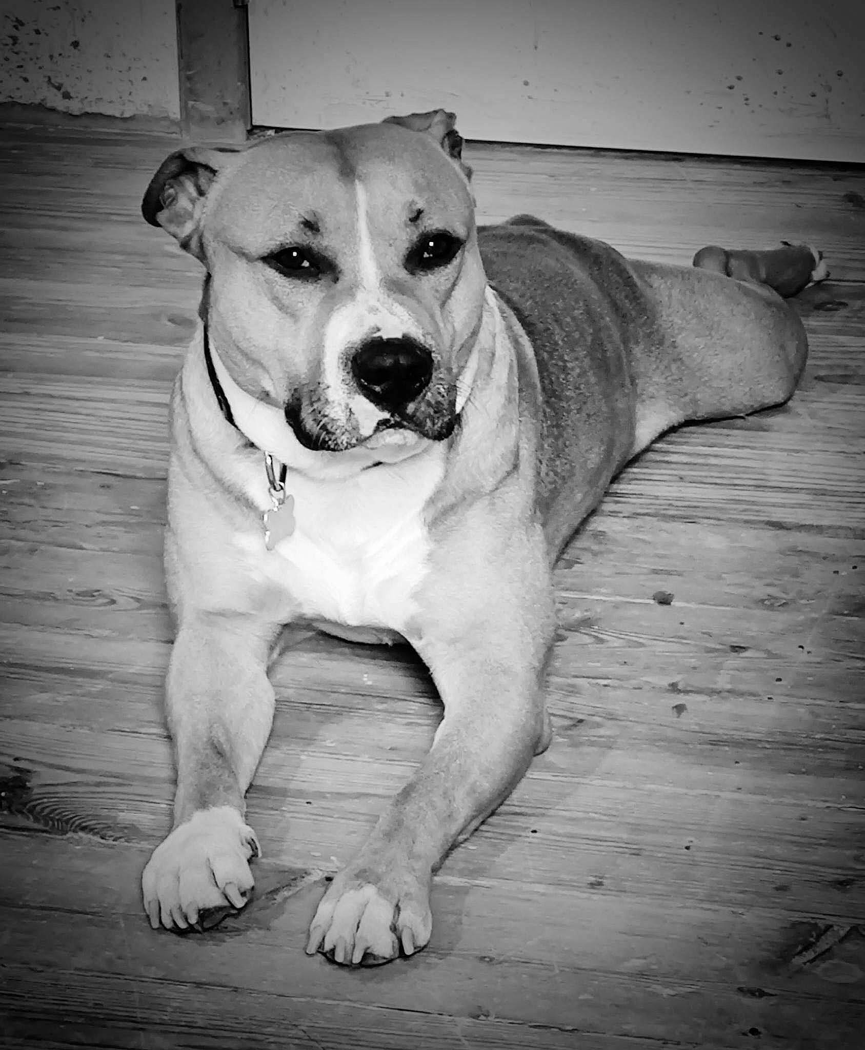 Roky participe au concours pour gagner de l'argent avec cette photo : black_and_white, carnivore, collar, companion_dog, dog, dog_breed, dog_collar, fawn, flash_photography, flooring, grey, happy, monochrome, monochrome_photography, stock_photography, style, whiskers, white, wood, working_animal