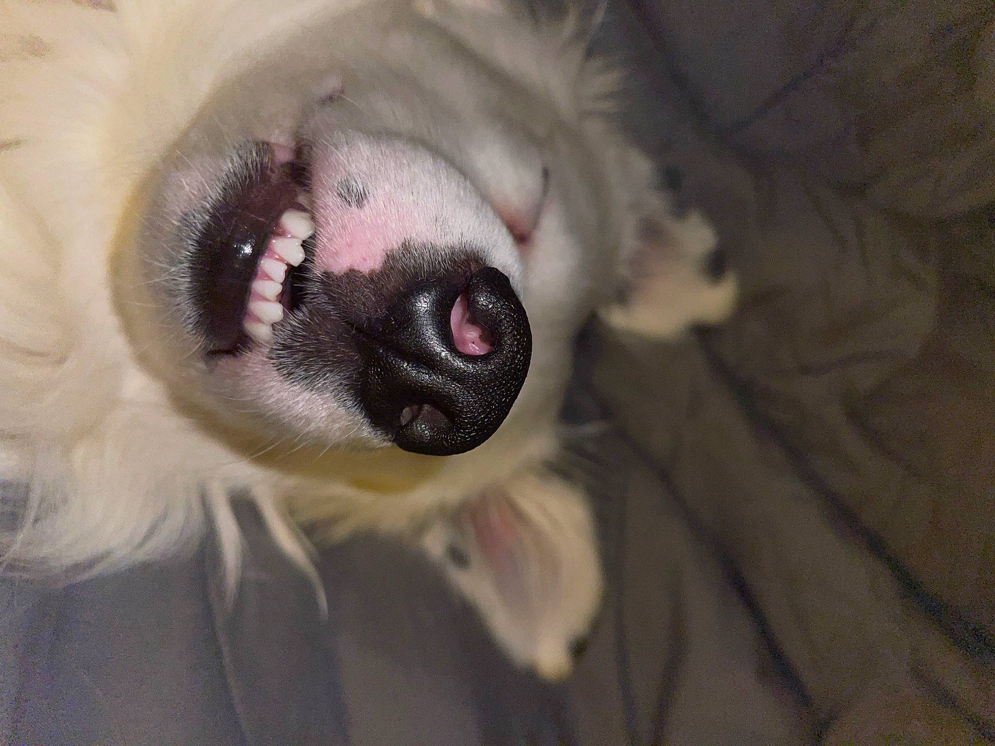 Severus joined the competition — help win amazing prizes! canidae, carnivore, comfort, companion_dog, dog, dog_breed, ear, eye, eyelash, face, fawn, fur, head, human_body, jaw, snout, sporting_group, whiskers, working_animal, wrinkle