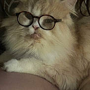 Winston joined the competition — help win amazing prizes! adorable, animal, cat, close_up, cream_colored, cute, domestic_cat, face, feline, fluffy, fur, glasses, indoor, pet, portrait, relaxed, resting, round_glasses, soft, whiskers