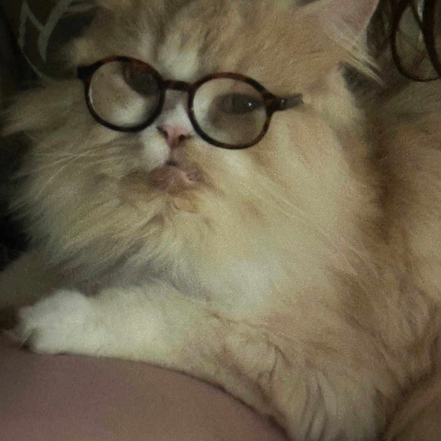 Winston joined the competition — help win amazing prizes! adorable, animal, cat, close_up, cream_colored, cute, domestic_cat, face, feline, fluffy, fur, glasses, indoor, pet, portrait, relaxed, resting, round_glasses, soft, whiskers