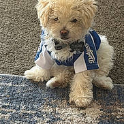 Gyzmo joined the competition — help win amazing prizes! puppy, dog, small_dog, fluffy, curly_fur, sitting, carpet, indoor, blue_jersey, white_jersey, clothing, pet, cute, adorable, canine, portrait, animal, fur, nose, looking