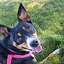 Dutchess is registered to the contest to win money with this photo: dog, canine, pet, grass, pink_harness, harness, tongue, smiling, ears, eyes, nose, outdoor, green, closeup, portrait, happy, lying_down, playful, looking_up, summer