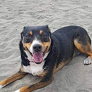 Dutchess is registered to the contest to win money with this photo: dog, beach, sand, smiling, tongue_out, happy, canine, pet, portrait, paw, collar, lying_down, muzzle, fur, tricolor, outdoors, shore, horizon, close_up, vacation
