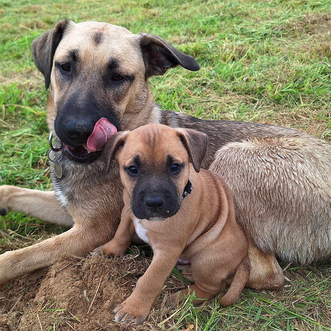 Vita Et Angelo participe au concours pour gagner de l'argent avec cette photo : adult, animal, canine, companion, cute, dog, friendly, fur, grass, grassland, lying_down, mammal, nature, outdoor, pet, playful, puppy, relaxing, tongue, young
