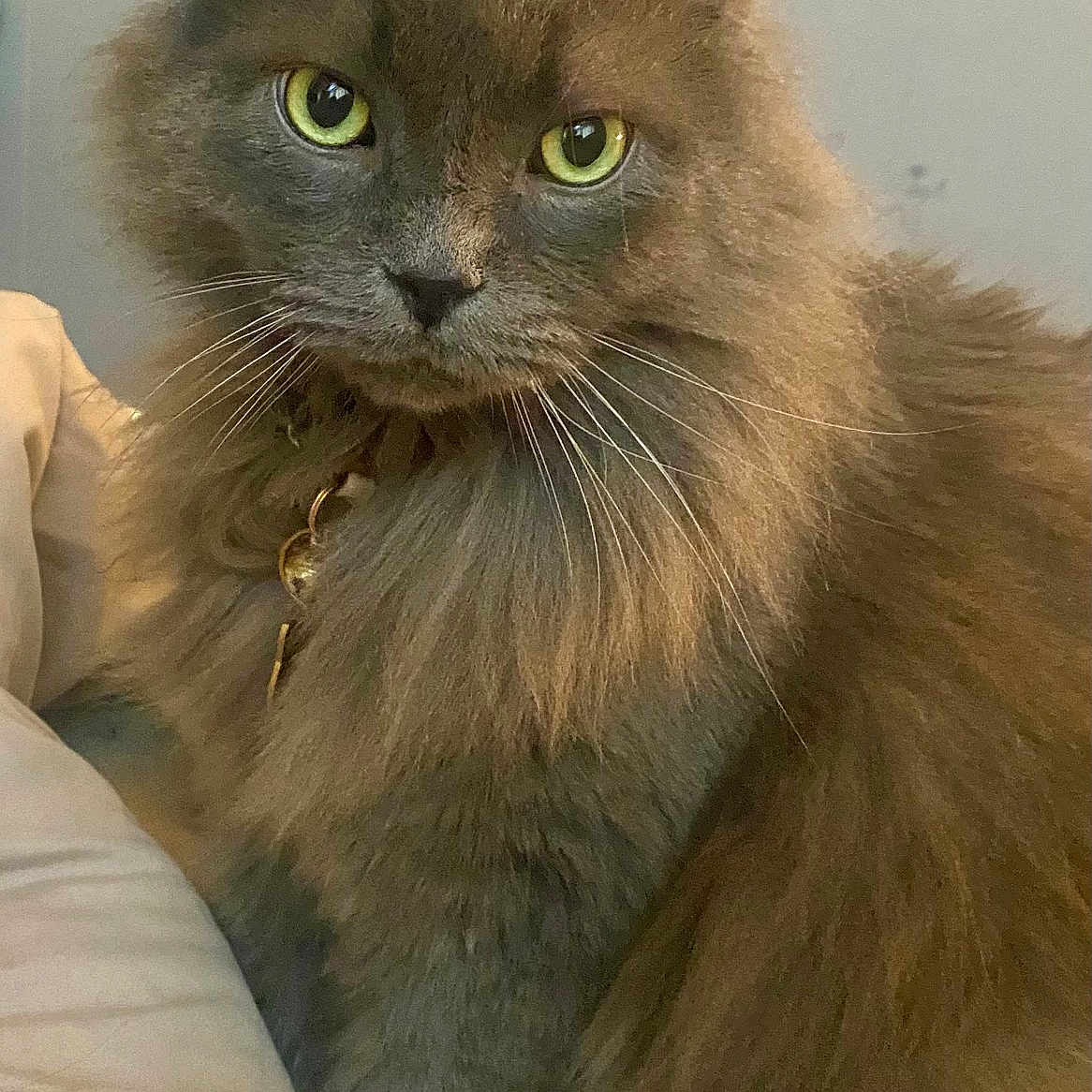 Oliver is registered to the contest to win money with this photo: abyssinian, angora, animal, blackcat, blanket, brasssection, cat, couch, cushion, furniture, gray, homedecor, horn, indoors, kitten, manx, musicalinstrument, pet, siamese, snout