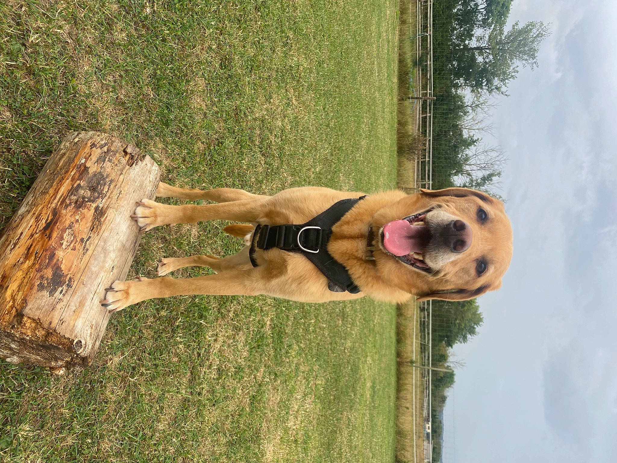 Barley is registered to the contest to win money with this photo: cloud, dress, elbow, eyewear, fun, grass, happy, human_leg, landscape, leisure, people_in_nature, plant, recreation, sky, smile, sunglasses, tree, trunk, wood