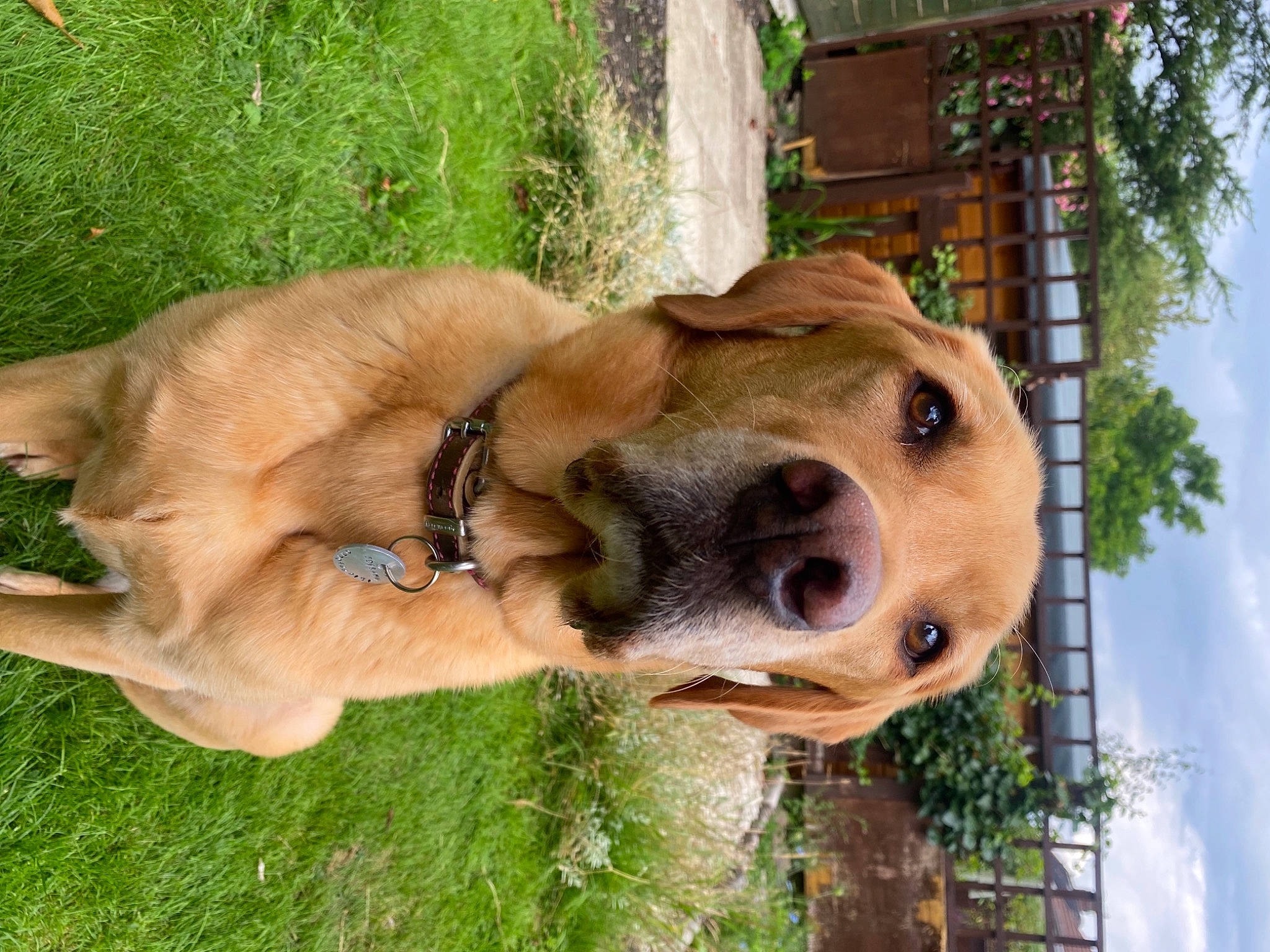 Barley joined the competition — help win amazing prizes! canidae, carnivore, cloud, collar, companion_dog, dog, dog_breed, dog_collar, fawn, fur, grass, plant, sky, snout, sporting_group, terrestrial_animal, tree, whiskers, working_animal, working_dog