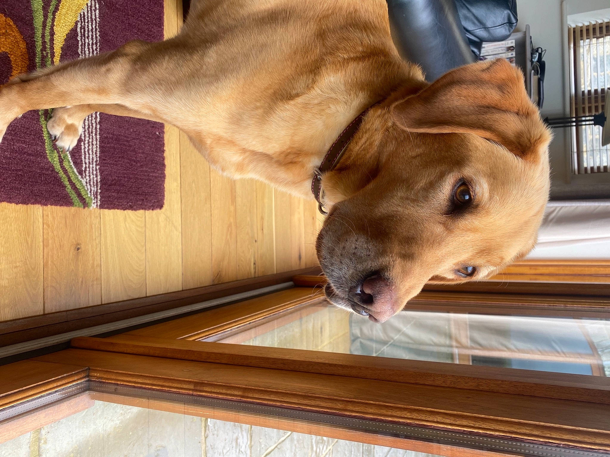 Barley joined the competition — help win amazing prizes! canidae, carnivore, collar, comfort, companion_dog, dog, dog_breed, dog_collar, dog_supply, ear, fawn, hardwood, head, liver, pet_supply, snout, sporting_group, whiskers, wood, working_animal