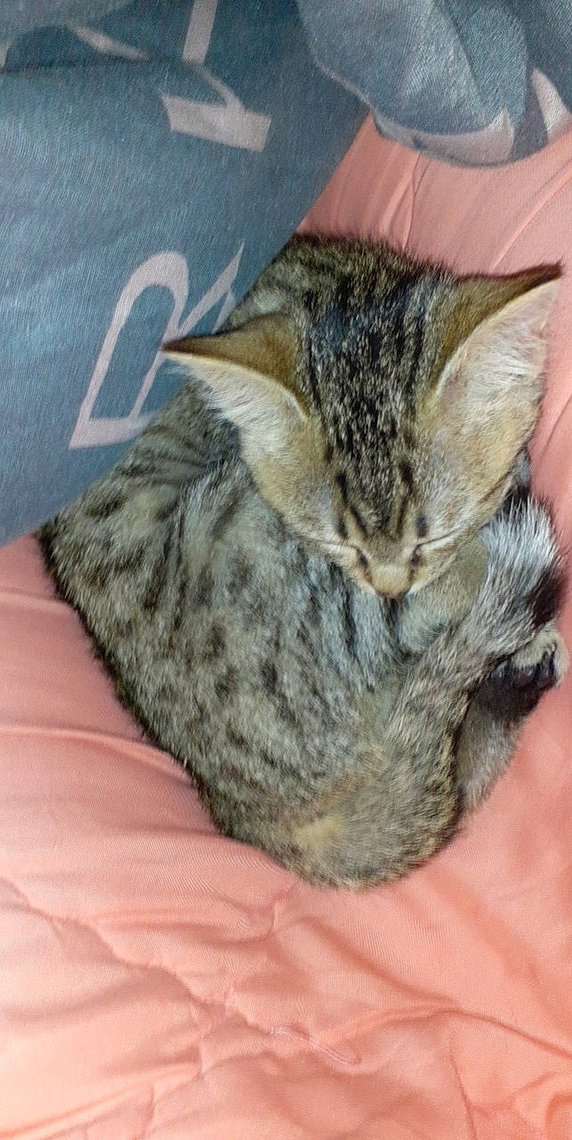 Leda participe au concours pour gagner de l'argent avec cette photo : asian, california_spangled, carnivore, cat, domestic_short_haired_cat, dragon_li, european_shorthair, felidae, fur, kitten, nap, pixie_bob, sleep, small_to_medium_sized_cats, tabby_cat, tail, whiskers, wild_cat