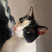 Ziggy is registered to the contest to win money with this photo: cat, black_and_white, pet, animal, whiskers, ears, fur, domestic, curious, face, portrait, indoor, cozy, blanket, soft_light, cute, feline, closeup, looking, mammal