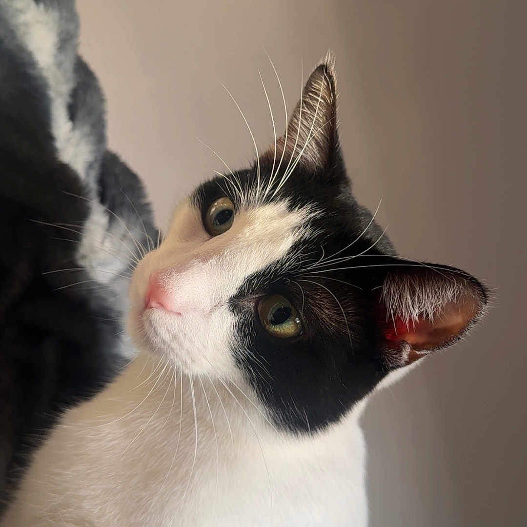 Ziggy is registered to the contest to win money with this photo: cat, black_and_white, pet, animal, whiskers, ears, fur, domestic, curious, face, portrait, indoor, cozy, blanket, soft_light, cute, feline, closeup, looking, mammal