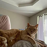 Tod joined the competition — help win amazing prizes! cat, orange_tabby, indoor, person, lap, pink_pants, curtains, window, relaxed, feline, fur, paws, resting, bedroom, natural_light, cozy, comfort, soft, home, quiet