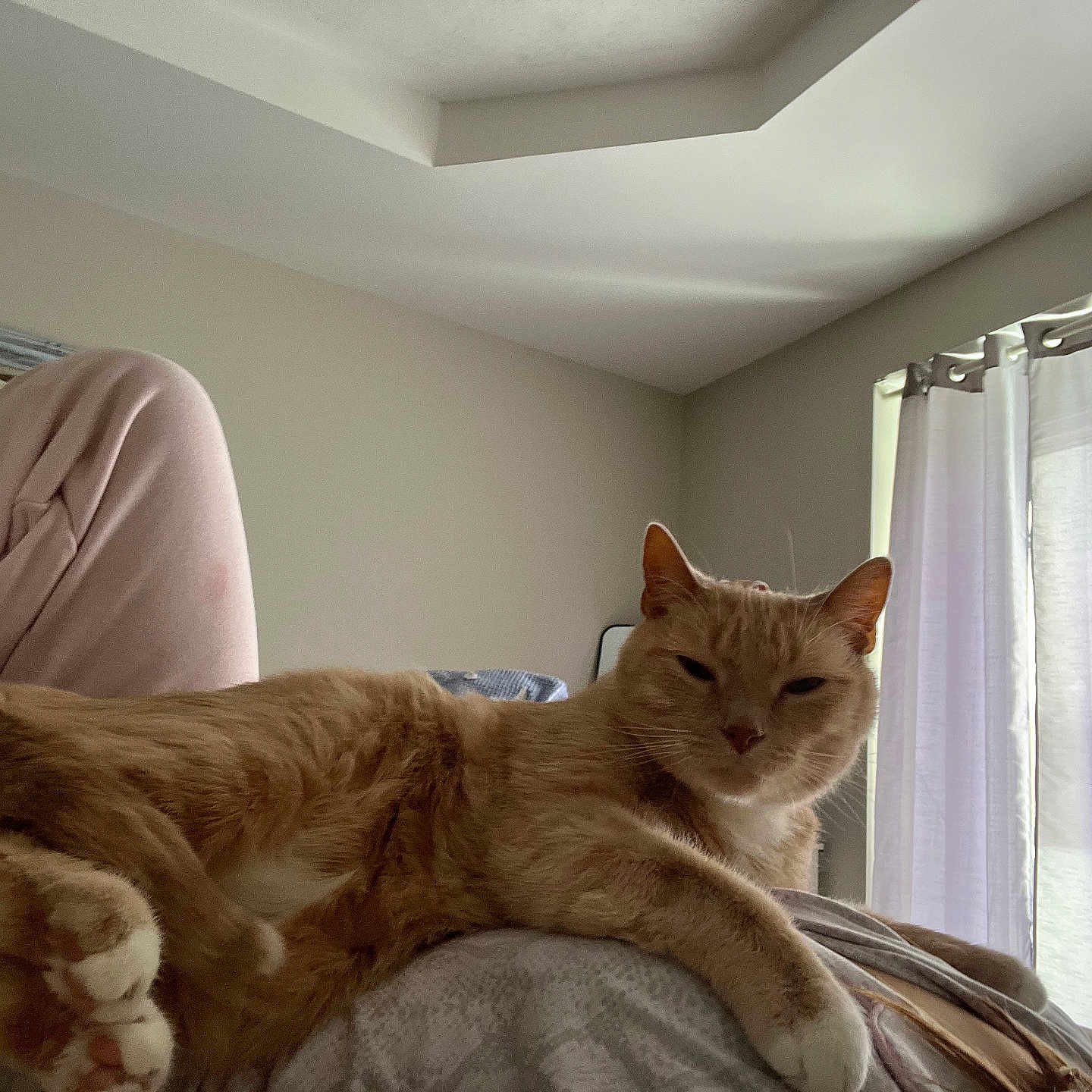 Tod joined the competition — help win amazing prizes! bedroom, cat, comfort, cozy, curtains, feline, fur, home, indoor, lap, natural_light, orange_tabby, paws, person, pink_pants, quiet, relaxed, resting, soft, window