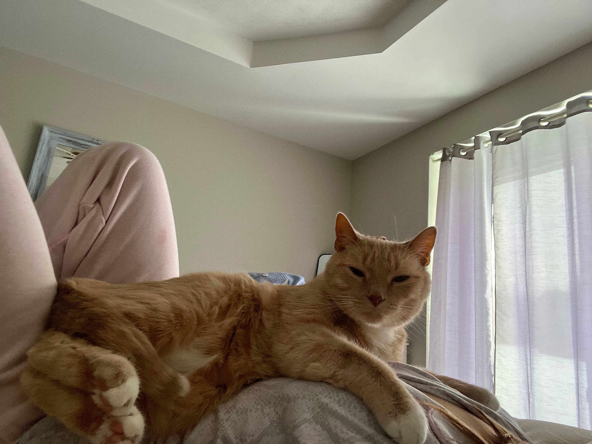 Tod joined the competition — help win amazing prizes! cat, orange_tabby, indoor, person, lap, pink_pants, curtains, window, relaxed, feline, fur, paws, resting, bedroom, natural_light, cozy, comfort, soft, home, quiet