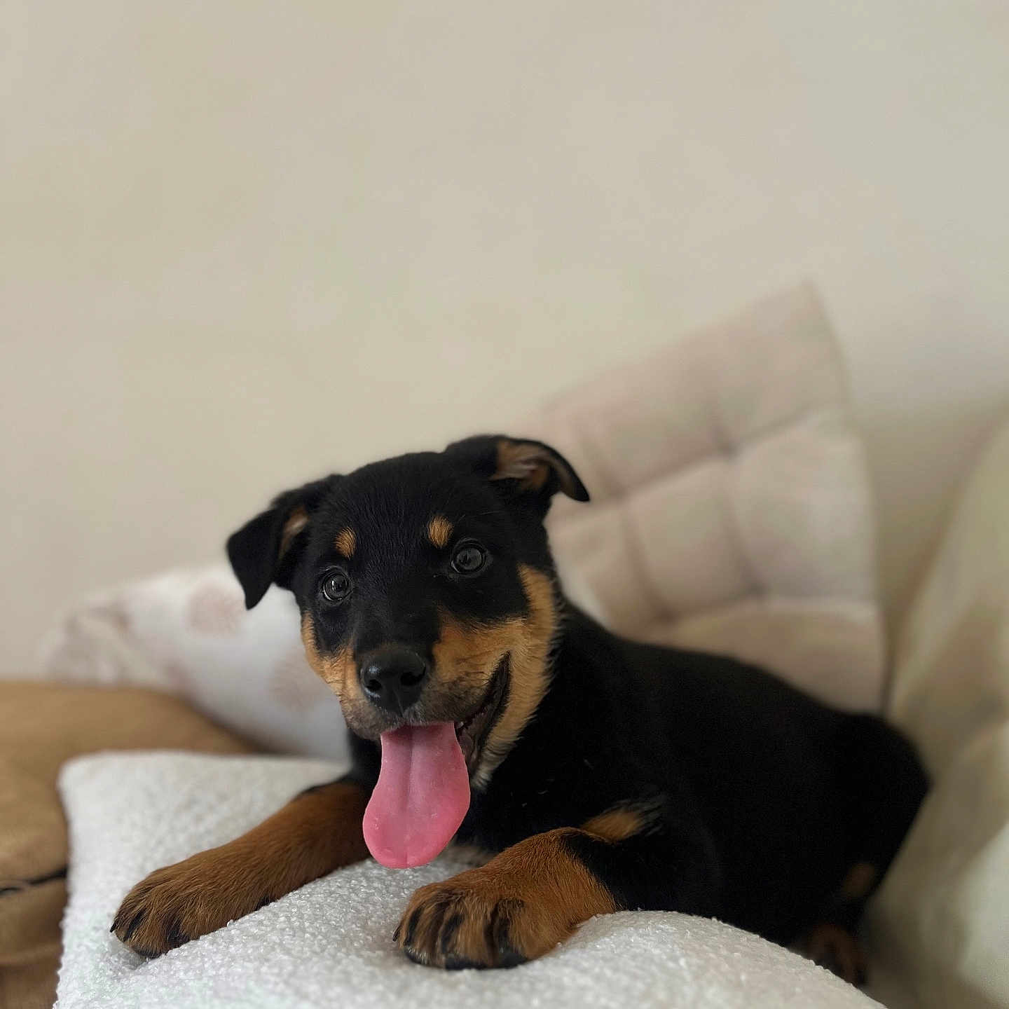 Valhia a rejoint le concours — aidez-le/la à gagner de superbes lots ! animal, appenzeller, blanket, bodypart, canine, couch, cushion, dog, dogbed, furniture, homedecor, hound, labradorretriever, mouth, person, pet, puppy, sleeping, snout, tongue