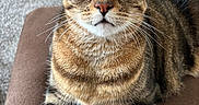 Ruby is registered to the contest to win money with this photo: animal, brown_cushion, carpet, cat, close_up, cute, domestic_cat, ears, fur, furniture, green_eyes, indoor, looking_up, paws, pet, portrait, relaxed, striped_fur, tabby_cat, whiskers