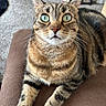 Ruby is registered to the contest to win money with this photo: tabby_cat, cat, green_eyes, whiskers, fur, indoor, carpet, furniture, brown_cushion, pet, animal, close_up, portrait, relaxed, looking_up, ears, paws, striped_fur, domestic_cat, cute