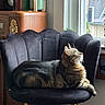 Ruby is registered to the contest to win money with this photo: cat, tabby_cat, chair, indoor, window, plant, wooden_cabinet, books, natural_light, furniture, pet, relaxed, cozy, home, sunlight, animal, domestic_cat, resting, portrait, living_room