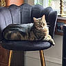 cat, tabby_cat, chair, indoor, window, candle, carpet, furniture, pet, relaxed, sunlight, decor, wooden_cabinet, golden_legs, home, cozy, animal, resting, living_room, comfortable