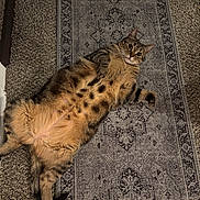 Ruby joined the competition — help win amazing prizes! cat, tabby_cat, pet, animal, lying_down, belly_up, carpet, rug, indoor, feline, fur, cute, whiskers, relaxed, domestic_cat, pattern, brown, black_spots, wide_eyes, paw