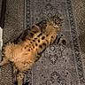 cat, tabby_cat, pet, animal, lying_down, belly_up, carpet, rug, indoor, feline, fur, cute, whiskers, relaxed, domestic_cat, pattern, brown, black_spots, wide_eyes, paw
