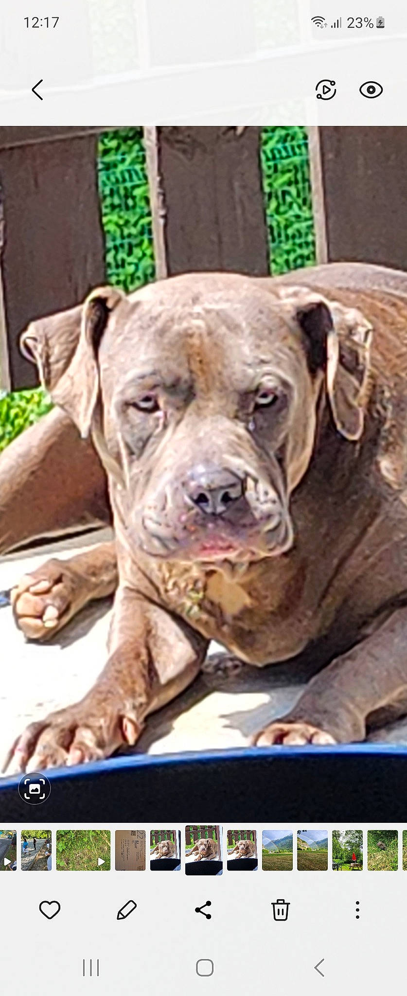 Zorka participe au concours pour gagner de l'argent avec cette photo : ancient_dog_breeds, canidae, carnivore, companion_dog, dog, dog_breed, dog_supply, fawn, liver, non_sporting_group, plant, rectangle, snout, sporting_group, terrestrial_animal, whiskers, window, working_animal, working_dog, wrinkle