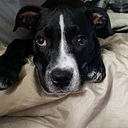 Kimber joined the competition — help win amazing prizes! animal, bed, bedroom, blanket, boxer, bulldog, canine, couch, cushion, dog, furniture, greatdane, homedecor, hound, indoors, labradorretriever, pet, pointer, puppy, room