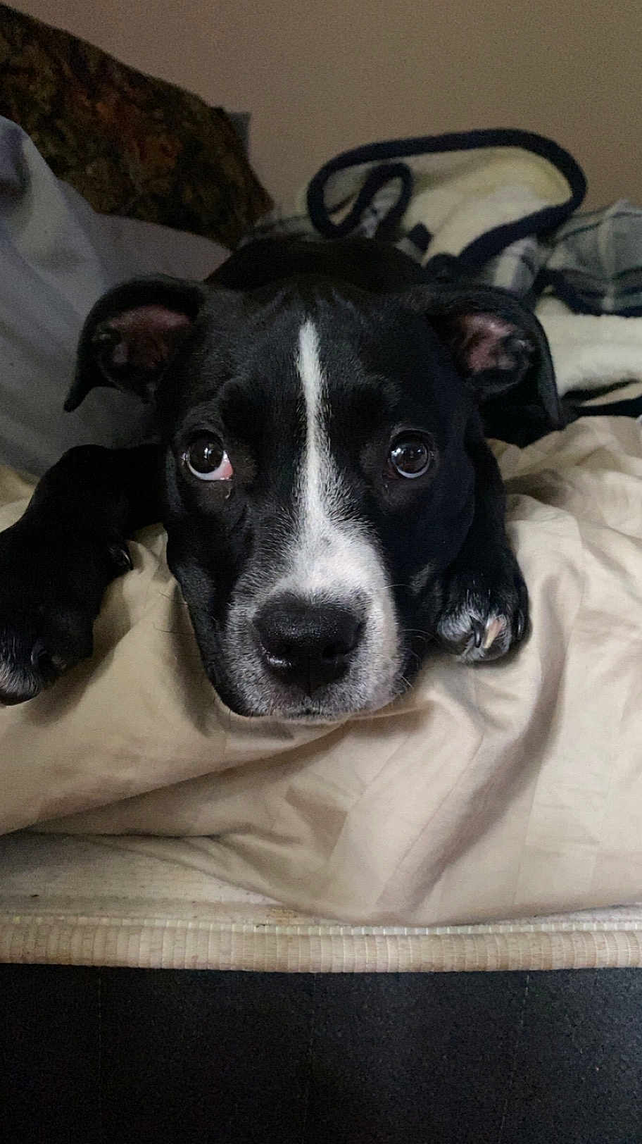 Kimber