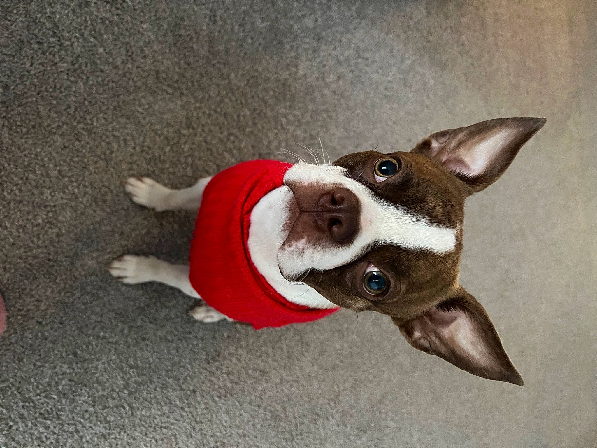 Axl joined the competition — help win amazing prizes! canidae, carmine, carnivore, collar, comfort, companion_dog, dog, dog_breed, dog_collar, dog_supply, ear, fawn, jaw, paw, pet_supply, snout, sporting_group, tail, whiskers, working_animal